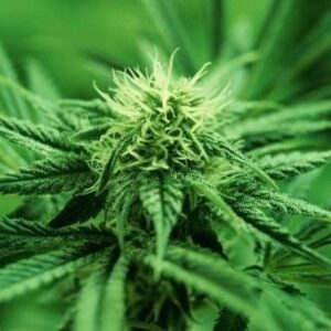 cannabis plant marijuana patent